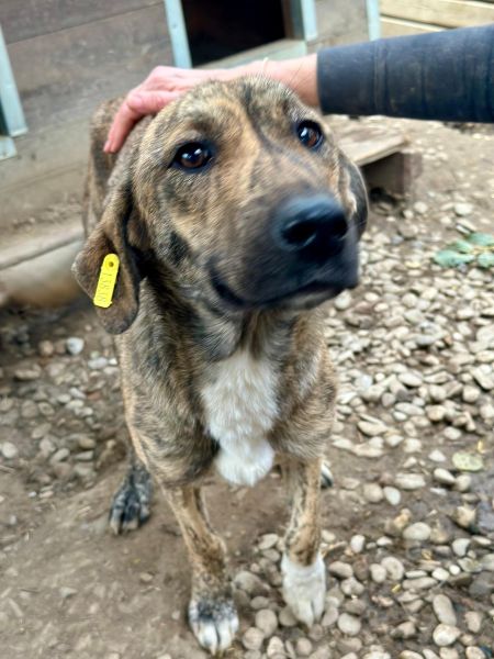 CARAMELA (♀) - reserviert Projekt Tierschutz (GC 28/10) – Bild 6