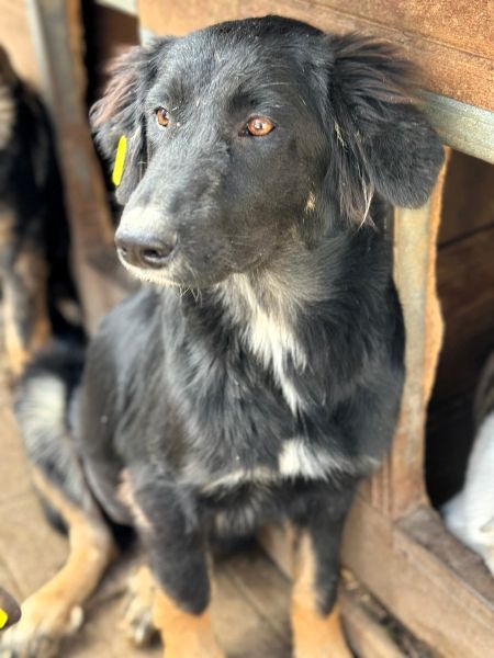 CHANTILLY (♀) – Bild 6