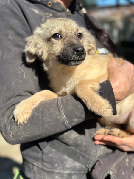 H6CCM4 (♀) – Bild 2