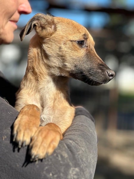 H8CCM4 (♀) – Bild 3