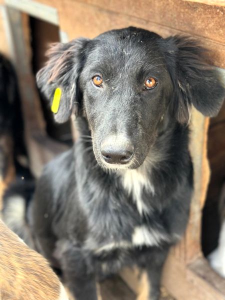 CHANTILLY (♀) – Bild 7