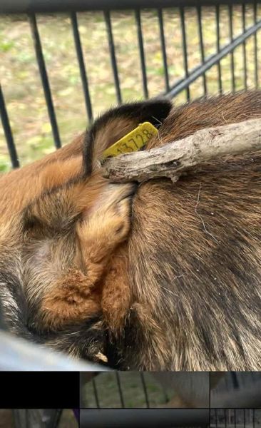 FRIEDL (♂) - Notfall - Angstschnapper - Mobbingopfer - muss schnell raus, um zu überleben! – Bild 6