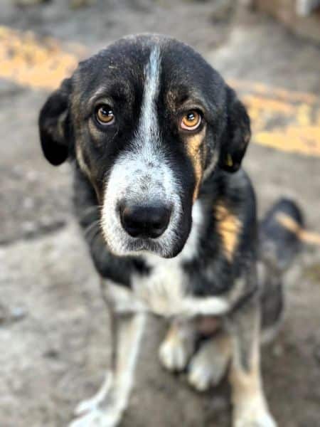 SANTIANO (♂) – Bild 7