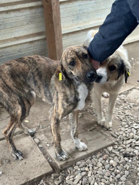 CARAMELA (♀) - reserviert Projekt Tierschutz (GC 28/10) – Bild 7