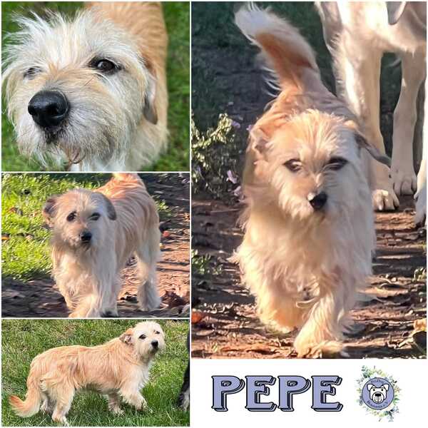 PEPE (♂) in 92637 Weiden - vermittelt