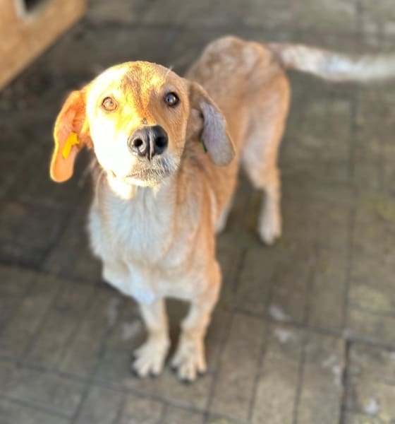 RUBIA (♀) – Bild 5