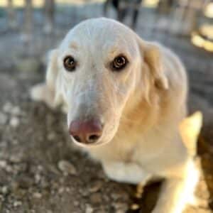 HEIDI (♀) - reist auf PDR PS im PLZ Bereich 74 (NU 29/10)