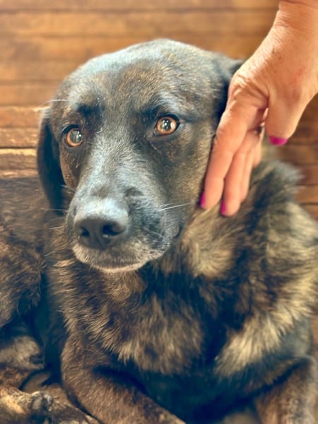 FERDINAND (♂) – Bild 3