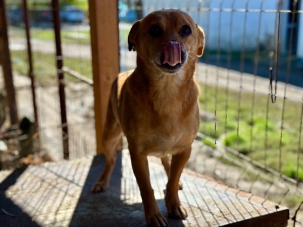 POMBÄR (♂) – Bild 6