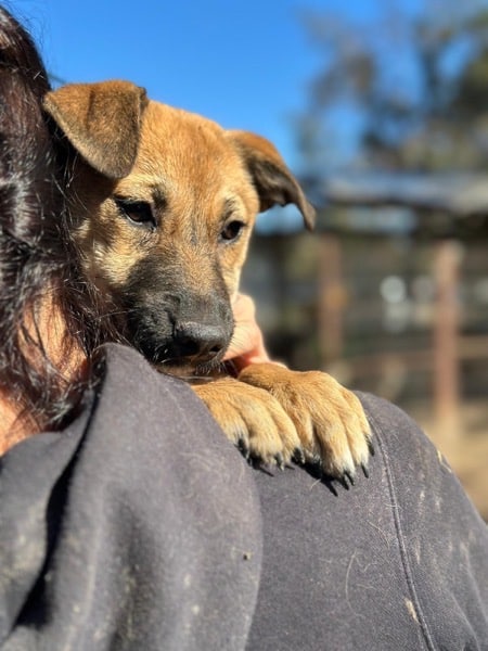 H7CCM4 (♀) – Bild 3