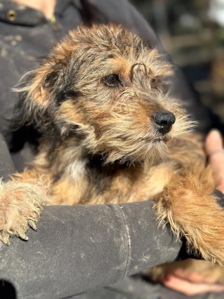 NICKY (♀) – Bild 3