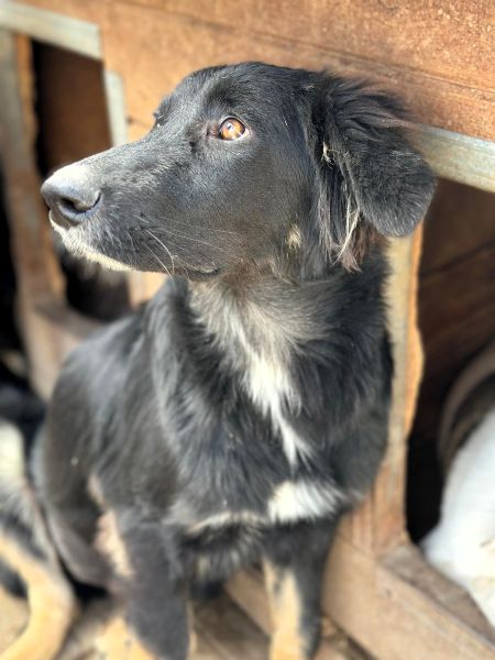 CHANTILLY (♀) – Bild 8