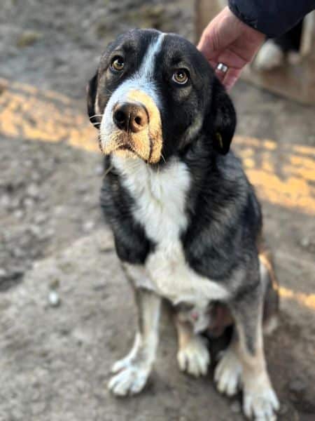 SANTIANO (♂) – Bild 8