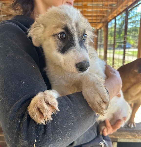 H6PLK436/1 (♀) – Bild 3