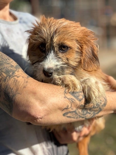 H2SKGY (♀) – Bild 5