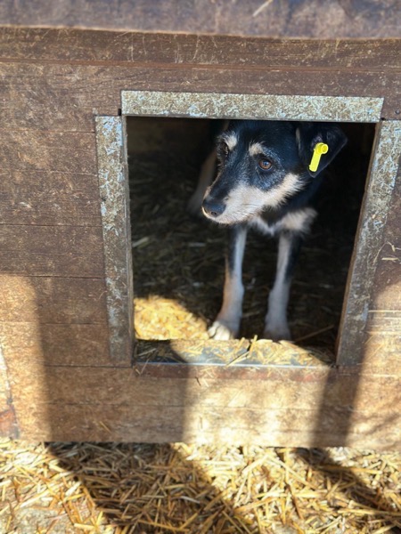 ALEIKA (♀) – Bild 4