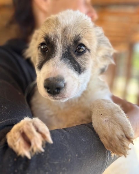 H6PLK436/1 (♀) – Bild 2