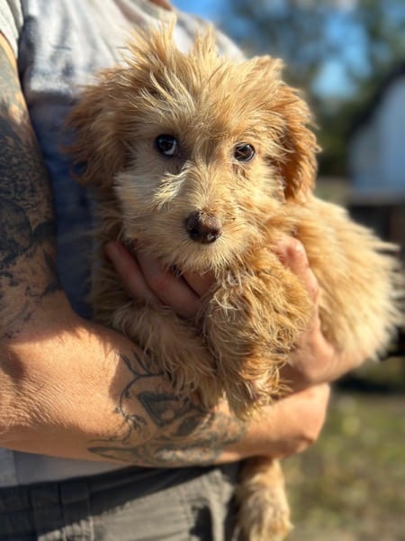 R2SKGY (♂) – Bild 5