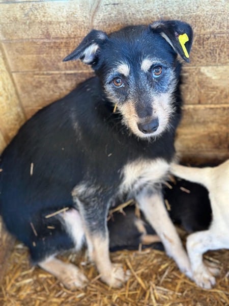 ALEIKA (♀) – Bild 3