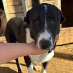 CAROLIN (♀) - deformierte Vorderpfote, Augenentzündung (11/25)