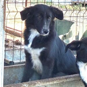 BESSY (♀) - wird unsicher - sollte zeitnah reisen (11/25)