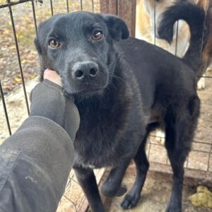 BENNI (♂) - wird unsicher - sollte zeitnah reisen (11/25)