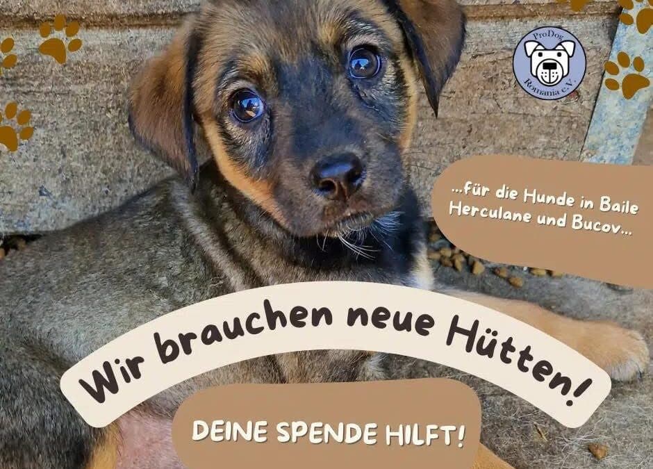 🐶💪 Wir rüsten nochmal auf: Alte Hütten raus – neue Hütten rein! 🏠✨