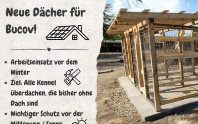 Spendenaufruf für unseren Arbeitseinsatz in Bucov! 💪🐾