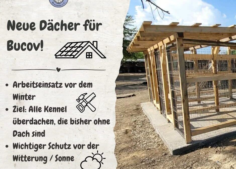 Spendenaufruf für unseren Arbeitseinsatz in Bucov! 💪🐾
