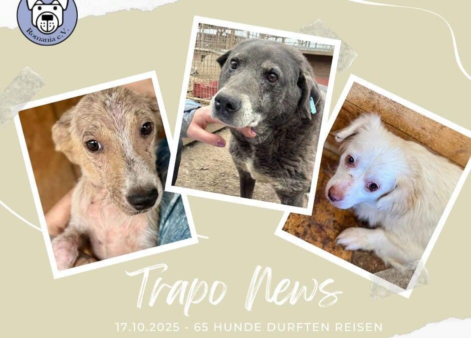 Glückstransport am 17.10. 💚🚐