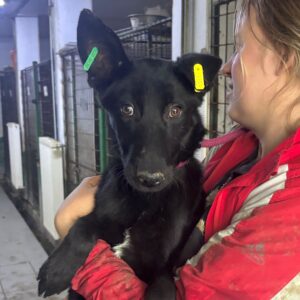 MERLE (♀) - zu dünn