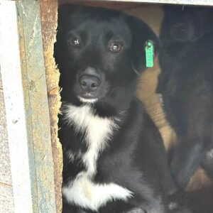 SALLY (♀) - wird unsicher - sollte zeitnah reisen (11/25)