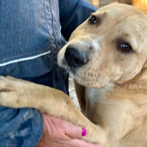 ALESSIO (♂) - Staff-Mix - Vermittlung nur nach Österreich möglich