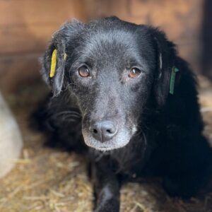 NADEJE (♀) - sollte zeitnah reisen!