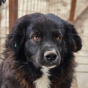 VIETO (♂) - Hinterhandprobleme