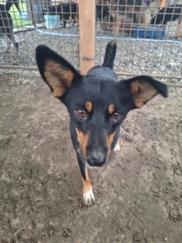 Tamina  (♀) – Bild 4