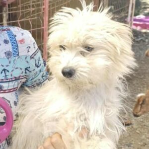 FLOCKY (♂)- ausgereist 22.10.2025