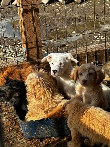 H1JPLK451 (♀) – Bild 7