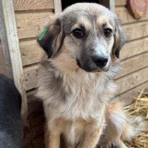 HUBERT (♂) - sollte zeitnah reisen!