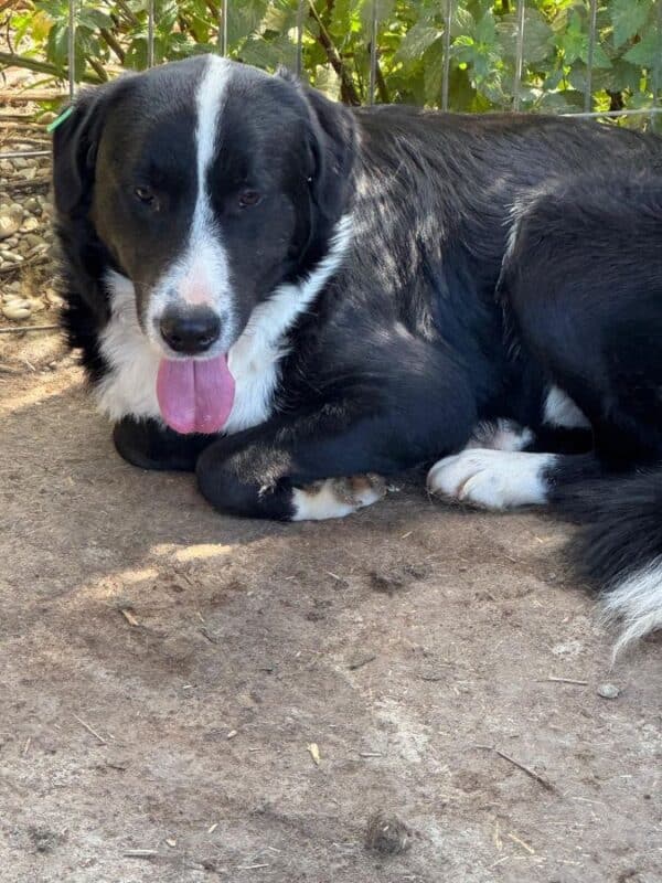 PAOLO (♂) – Bild 2