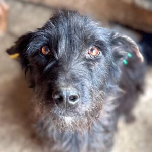 JIENNIE (♀) - zu dünn (09/25) - ausgereist zur Tierhilfe Lebenswert DR 17.10.25