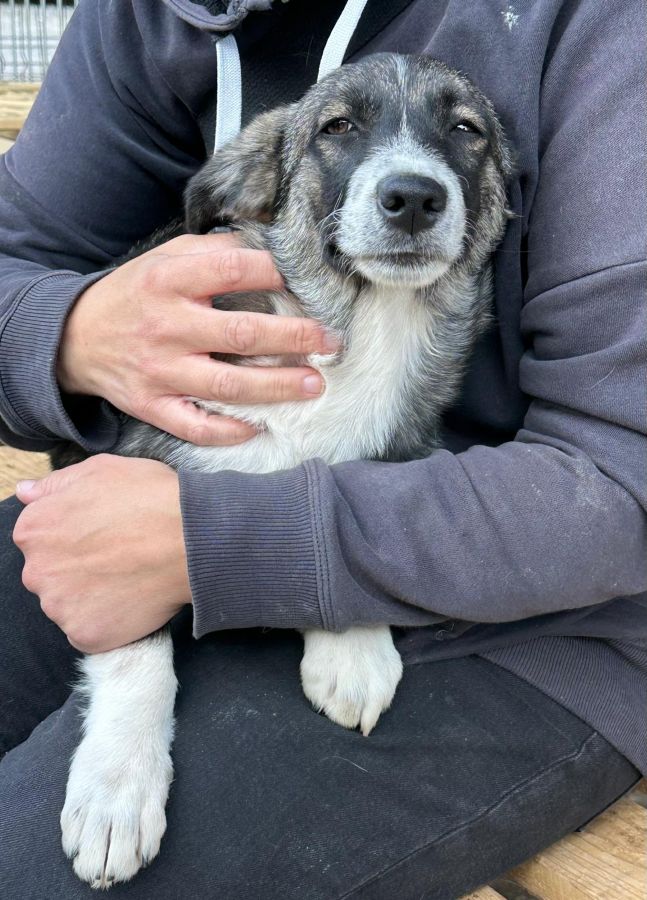 WINSTON (♂) – Bild 4