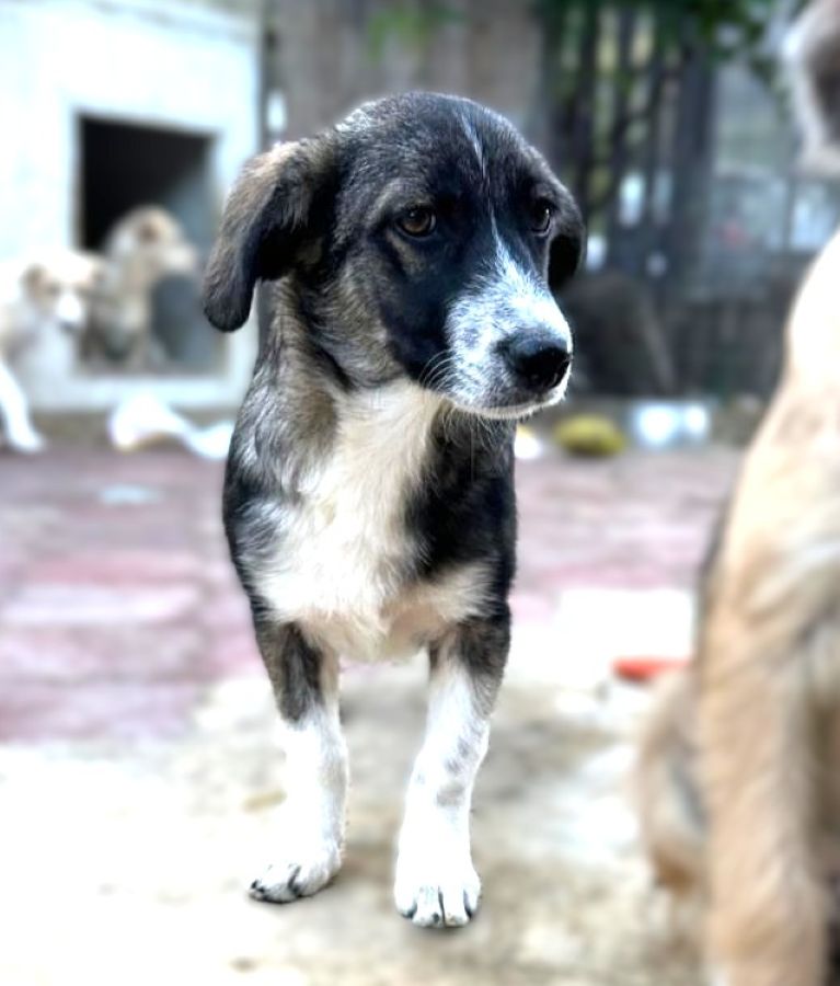 WINSTON (♂) – Bild 2