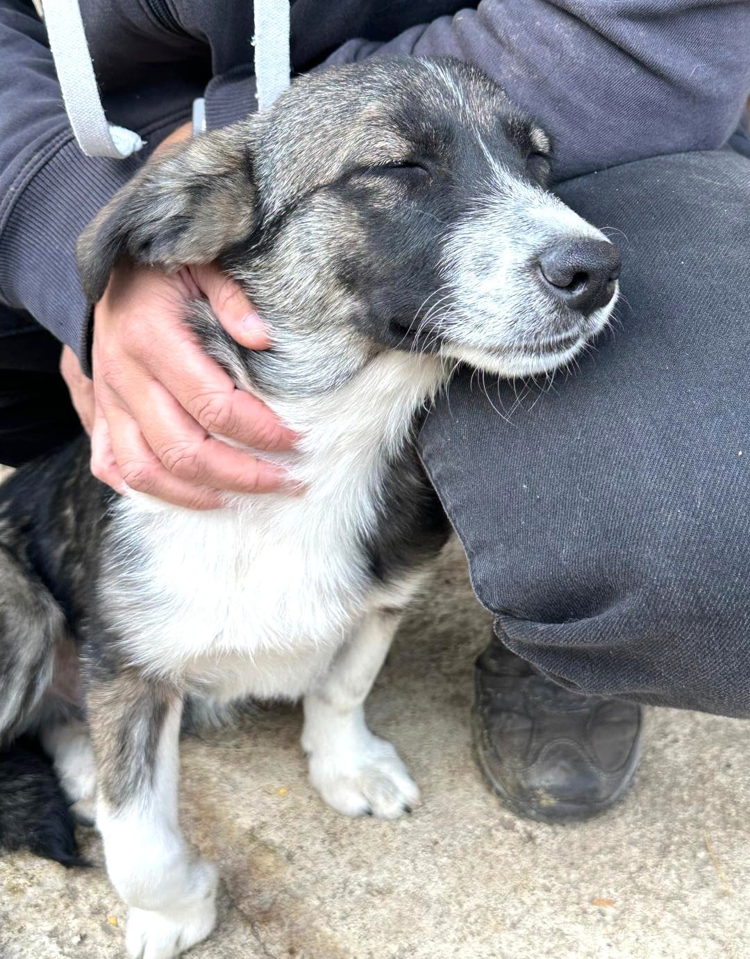 WINSTON (♂) – Bild 3