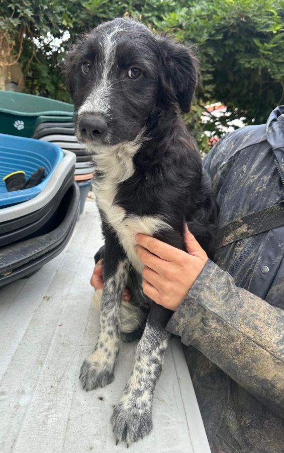 JASMIN (♀) – Bild 5