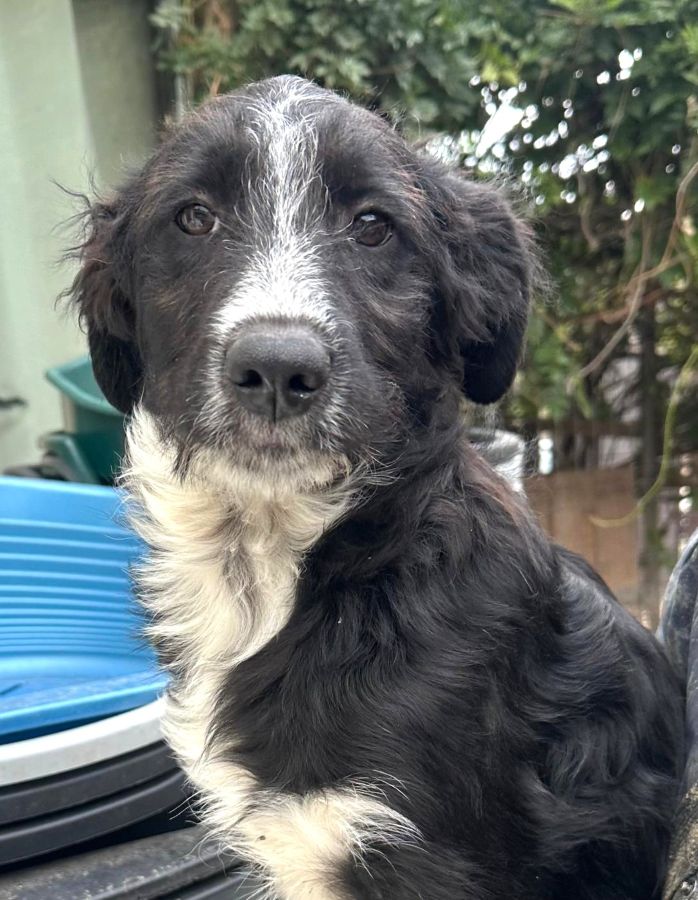 JASMIN (♀) – Bild 3