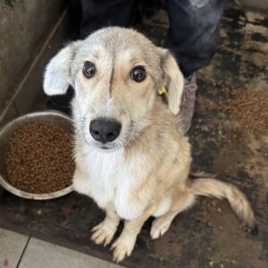 WANDA (♀) - ausgereist zum TST Rösrath (SAS)