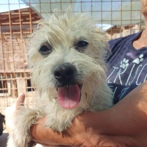 CARLY (♂) - ausgereist zum TST Rösrath (SAS)