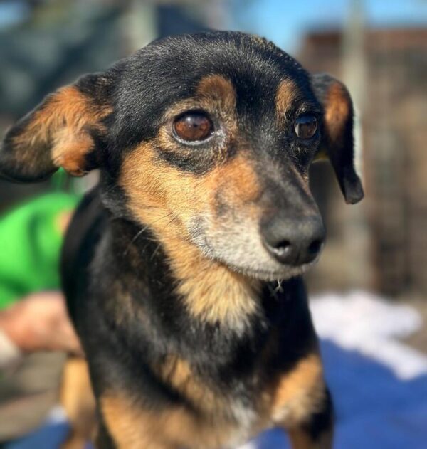 CATALINA ( ♀ ) – Bild 4