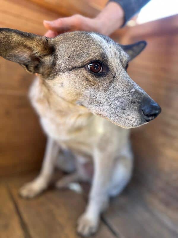 RANI (♀) – Bild 3